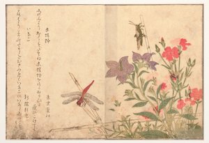 Libellule rouge et sauterelle de riz, 1788 - Kitagawa Utamaro